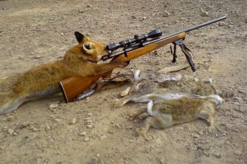 /img/priroda-ural/fox_hunting.jpg